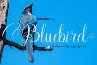 Bluebird Font Review: A Romantic Script for Campaigns